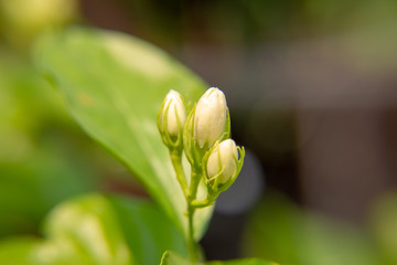 Macro, Bud of white Jasmine flower, Flowers that are like words instead of saying that I love my mother. For giving to mothers on Mother's Day in thailand.
