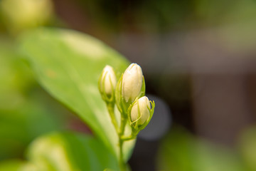 Macro, Bud of white Jasmine flower, Flowers that are like words instead of saying that I love my mother. For giving to mothers on Mother's Day in thailand.