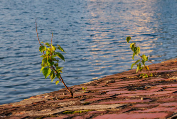 Two young poplars grow on a brick wall