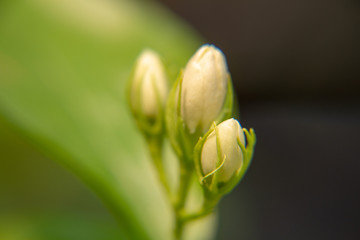 Macro, Bud of white Jasmine flower, Flowers that are like words instead of saying that I love my mother. For giving to mothers on Mother's Day in thailand.