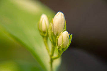 Macro, Bud of white Jasmine flower, Flowers that are like words instead of saying that I love my mother. For giving to mothers on Mother's Day in thailand.