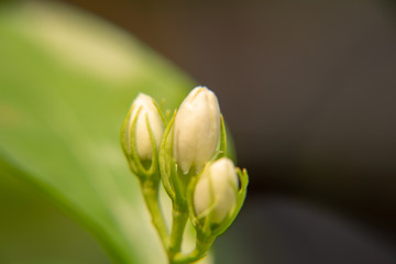 Macro, Stalk of white Jasmine flower, Flowers that are like words instead of saying that I love my mother. For giving to mothers on Mother's Day in thailand.