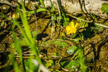 Yellow flowers of water lilies