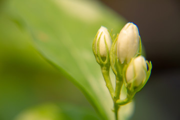 Macro, Stalk and bud of white Jasmine flower, Flowers that are like words instead of saying that I love my mother. For giving to mothers on Mother's Day in thailand.