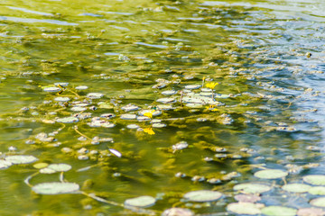 Yellow flowers of water lilies