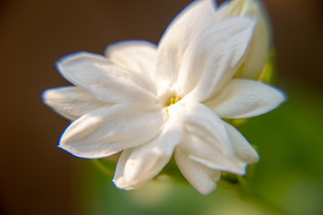Macro, White Jasmine flower, Flowers that are like words instead of saying that I love my mother. For giving to mothers on Mother's Day in thailand.