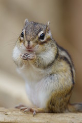 Fototapeta premium シマリス