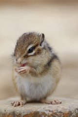 Obraz premium シマリス