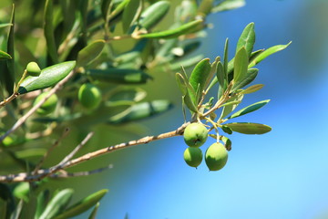 Green olives on tree, blue background, Dalmatia (Croatia)