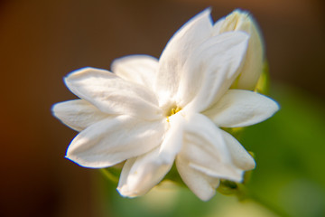 Macro, White Jasmine flower, Flowers that are like words instead of saying that I love my mother. For giving to mothers on Mother's Day in thailand.