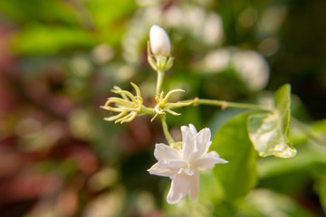Macro, White Jasmine flower, Flowers that are like words instead of saying that I love my mother. For giving to mothers on Mother's Day in thailand.