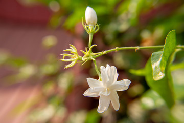 Macro, Stalk of white Jasmine flower, Flowers that are like words instead of saying that I love my mother. For giving to mothers on Mother's Day in thailand.