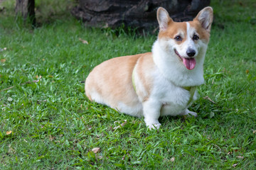 Cute Corgi dog at the park, Cute Welsh Corgi dog sit up in the city park. a dog in the grass background, corgi puppy is sitting down in park, dog looking camera