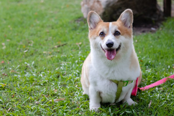 Cute Corgi dog at the park, Cute Welsh Corgi dog sit up in the city park. a dog in the grass background, corgi puppy is sitting down in park, dog looking camera