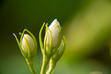 Macro, Stalk and bud of white Jasmine flower, Flowers that are like words instead of saying that I love my mother. For giving to mothers on Mother's Day in thailand.