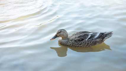 Nakhon Pathom egg duck swimming in a pool.