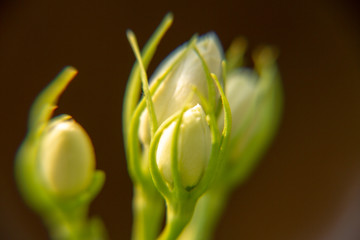 Macro, Stalk of white Jasmine flower, Flowers that are like words instead of saying that I love my mother. For giving to mothers on Mother's Day in thailand.