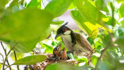 Little red-whiskered bulbul (Pycnonotus jocosus) bird living in a bird's nest.