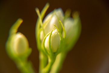 Macro, Stalk and bud of white Jasmine flower, Flowers that are like words instead of saying that I love my mother. For giving to mothers on Mother's Day in thailand.