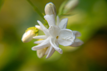 Macro, White Jasmine flower, Flowers that are like words instead of saying that I love my mother. For giving to mothers on Mother's Day in thailand.