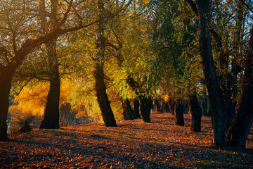 beautiful trees in the autumn forest near the river, bright sunlight at sunset