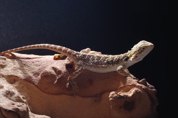 게코. 도마뱀.애완용. 애완용도마뱀.