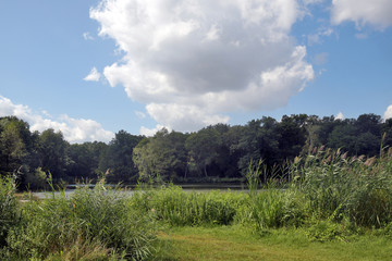 Obraz premium schilflandschaft