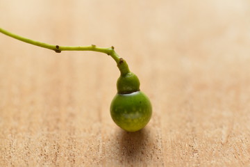 瓢箪の形をした木の実です