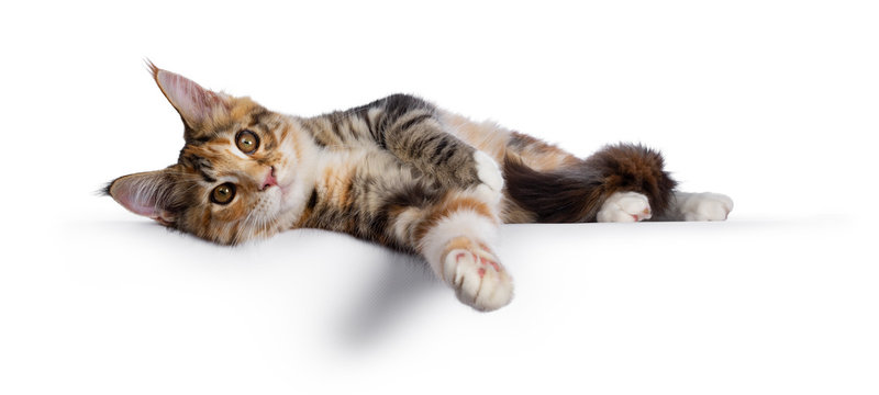 Warm toned cute torbie Maine Coon cat kitten, laying down side ways. Looking beside camera with orange / golden eyes. Isolated on white background.