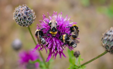 Faded close-up image of a bumblebee sitting away from purple Great Globe Thistle flower, blurred...