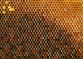 Background texture and pattern of a section of wax honeycomb from a bee hive filled with golden honey.