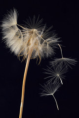 dandelion and its flying seeds on a dark background