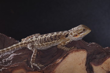 게코. 도마뱀.애완용. 애완용도마뱀.