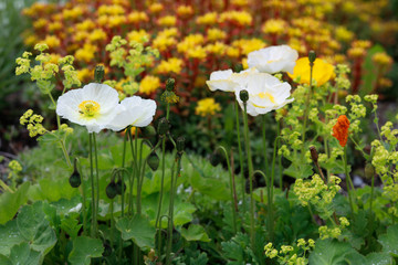 Fototapeta premium Weiße Mohnblumen und Mauerpfeffer im Steingarten, Panorama