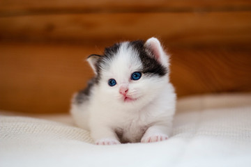 cute little kitten with fluffy white fur with black spots sits on a soft beige blanket and looks to the side 