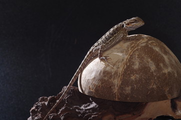 게코. 도마뱀.애완용. 애완용도마뱀.