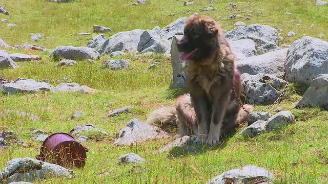 Big mountain shepherd dog. Mountain dog kept village household