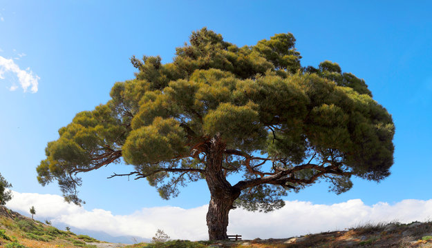 Aleppo-Kiefer (Pinus halepensis) alter Baum, Insel Kreta, Griechenland, Europa, Panorama