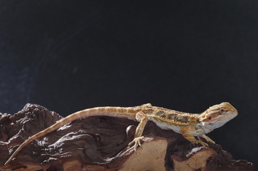 게코. 도마뱀.애완용. 애완용도마뱀.