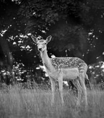 Reindeer Doe Fawn Black and White