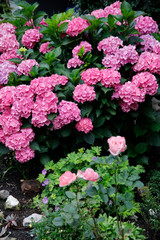 Hortensien (Hydrangea) Busch mit rosa Blüten