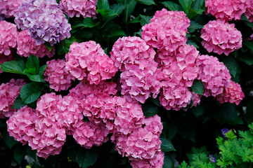  Hortensien (Hydrangea) Busch mit rosa Blüten