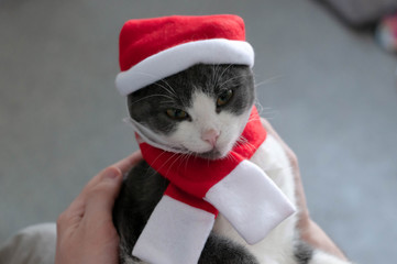 soft focus of man hands holding cute grey and white cat in red santa hat and scarf at home 