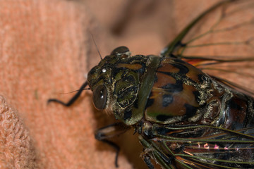 Cicada large bug insect wings,