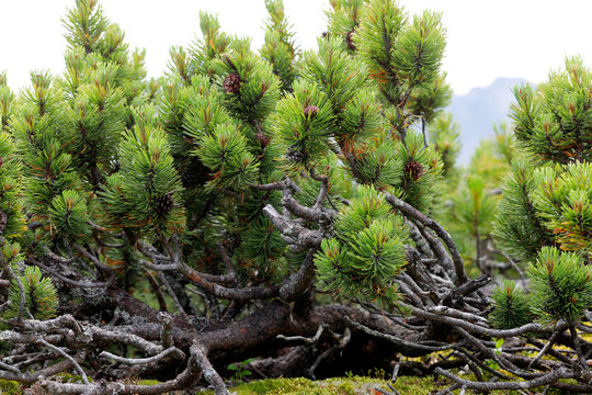 Berg-Kiefer oder Latschenkiefer (Pinus mugo) in den Alpen