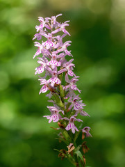 Dactylorhiza majalis aka marsh orchid in a summer meadow in Italy, with seed pods forming.