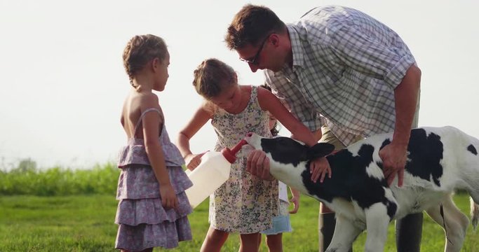 Authentic shot of young farmer father is showing to his little daughters how to feed from the bottle with dummy a newborn calf used for biological milk products industry on a farmland.
