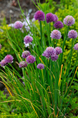 Obraz premium Schnittlauch (Allium schoenoprasum) mit blauen Blüten