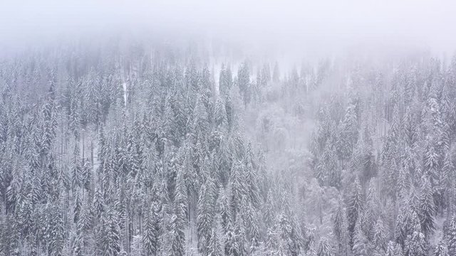 Flight over snowstorm in a snowy mountain coniferous forest, foggy unfriendly winter weather.