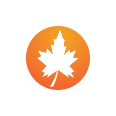 autumn leaf icon vector